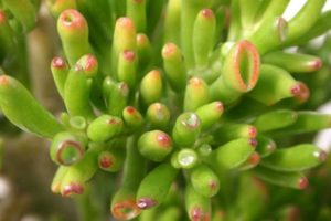 Crassula corallina