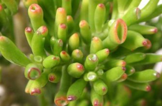 Crassula corallina