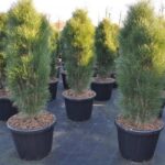 Pinus nigra 'Green Tower'