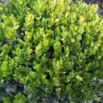 Buxus sempervirens 'Suffruticosa' (Дамбо буксус)