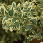 Buxus sempervirens 'Variegata' (Пестролистный буксус).