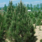 Pinus nigra 'Pyramidalis')