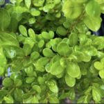 Buxus MICROPHYLLA или Самшит Мелколистный