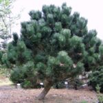 Pinus nigra