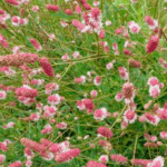  Pink Tanna кровохлёбки